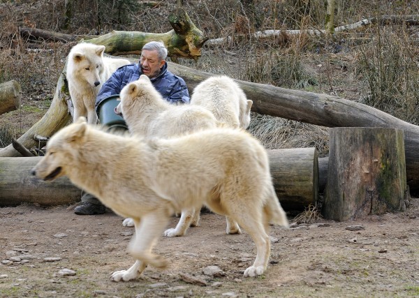 Merzig - Wölfe Patenschaft